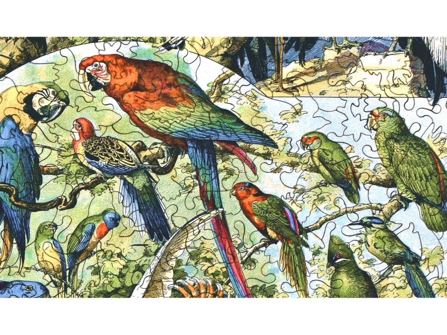 Puzzles Liberty Puzzles | Oiseaux: Varieties Of Birds